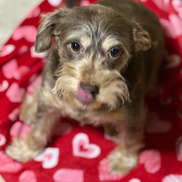 Other - Smoke Free and Pet Friendly Home